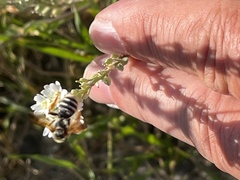 Andrena prunorum