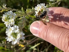 Andrena prunorum