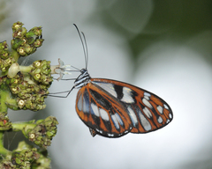 Oleria baizana baizana