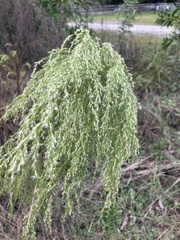 Eupatorium capillifolium