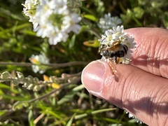 Andrena prunorum