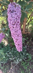 Buddleja