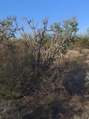 Cylindropuntia thurberi versicolor