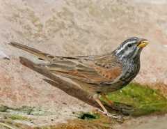 Emberiza striolata