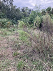 Eupatorium capillifolium