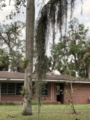 Tillandsia usneoides