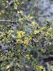 Condalia ericoides