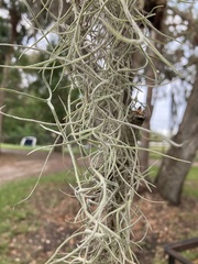 Tillandsia usneoides
