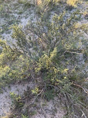 Condalia ericoides