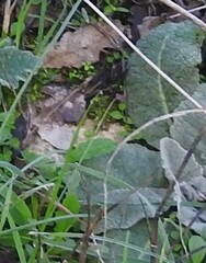 Verbascum pulverulentum