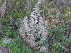 Echium asperrimum
