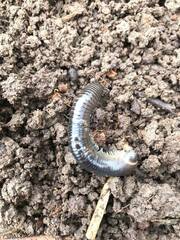 Cylindroiulus caeruleocinctus