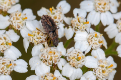 Nithecus jacobaeae