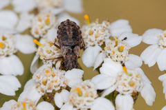 Nithecus jacobaeae