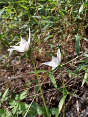Codonorchis lessonii