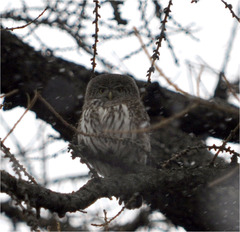 Glaucidium passerinum