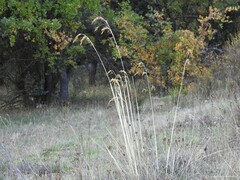 Celtica gigantea