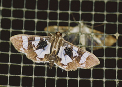 Desmia bajulalis