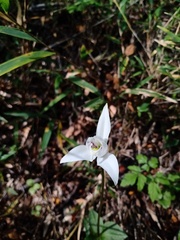 Codonorchis lessonii