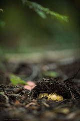 Cantharellus cascadensis