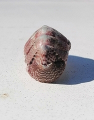 Rhyssoplax polita