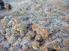 Petrophytum caespitosum