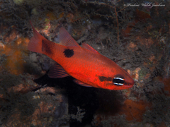 Apogon maculatus