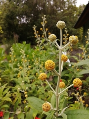 Buddleja globosa