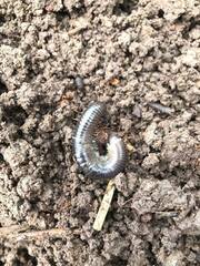 Cylindroiulus caeruleocinctus