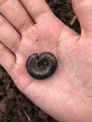 Cylindroiulus caeruleocinctus