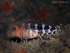 Hypleurochilus bermudensis