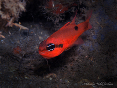 Apogon maculatus