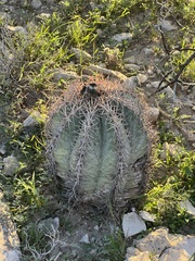 Echinocactus horizonthalonius