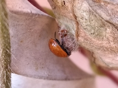 Cycloneda emarginata