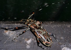 Acrocinus longimanus