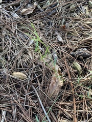 Vicia acutifolia