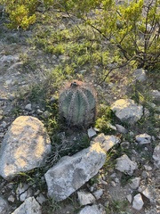 Echinocactus horizonthalonius