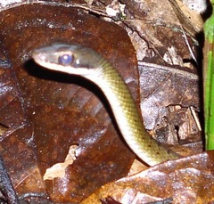 Dendrophidion percarinatum
