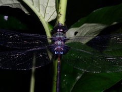 Gynacantha membranalis