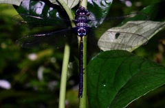 Gynacantha membranalis