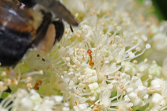 Temnothorax schaumii