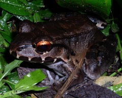 Leptodactylus savagei