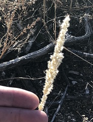 Enneapogon cenchroides