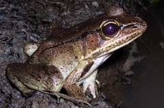 Lithobates vaillanti