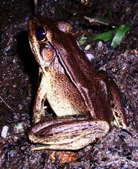 Lithobates vaillanti