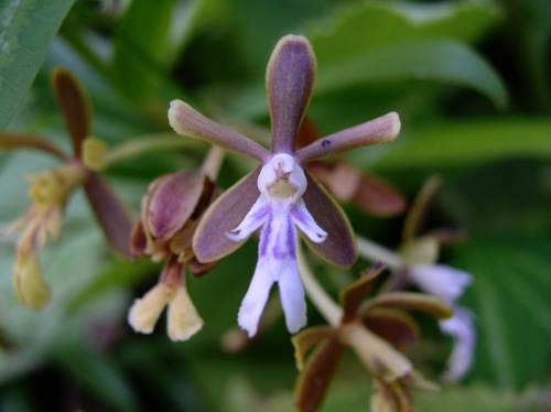 Epidendrum exasperatum Rchb.f.