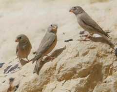 Bucanetes githagineus