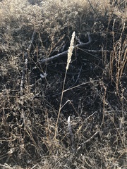 Enneapogon cenchroides