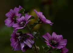 Malva arborea