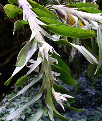 Maxillariinae